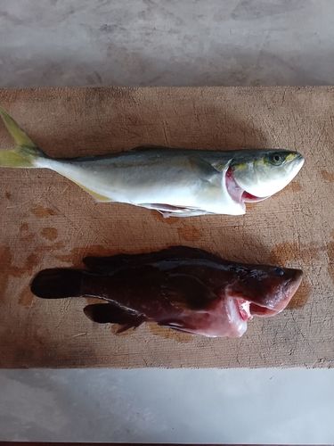 シオの釣果