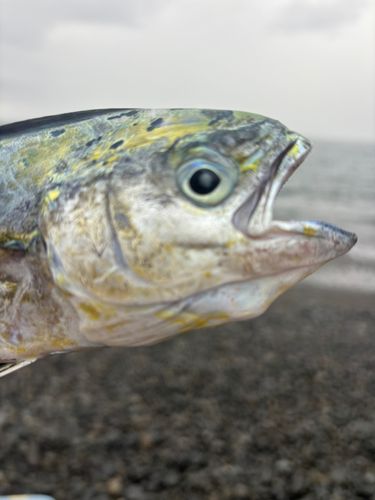 シイラの釣果