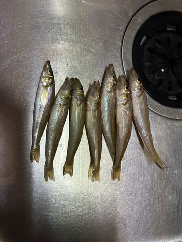 キスの釣果