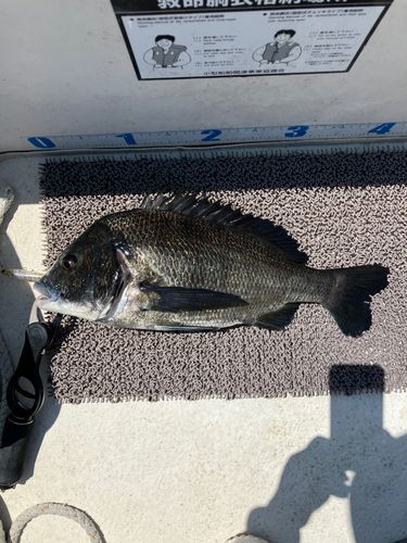 クロダイの釣果