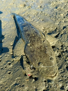 マゴチの釣果