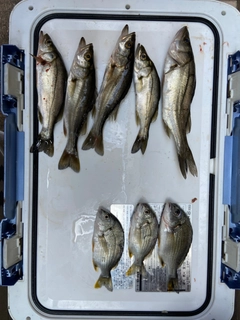 キチヌの釣果