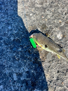 クサフグの釣果