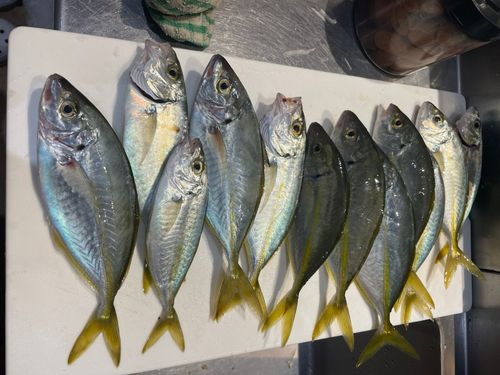 アジの釣果