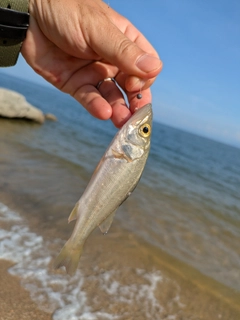 セイゴ(マルスズキ)の釣果