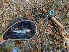 ヤマメの釣果