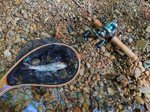 ヤマメの釣果