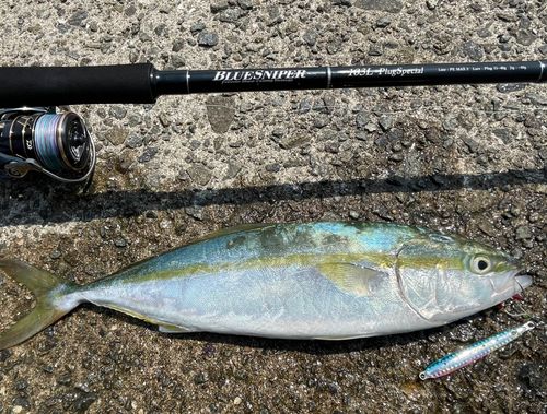 ハマチの釣果