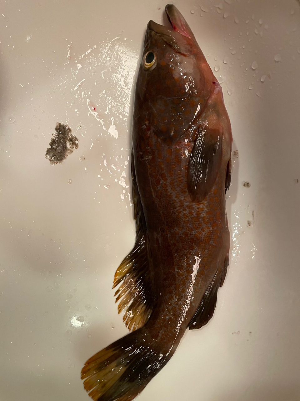 アコウ