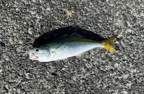 タカベの釣果
