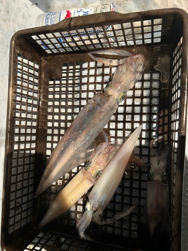 ケンサキイカの釣果