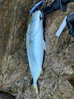 ツバスの釣果