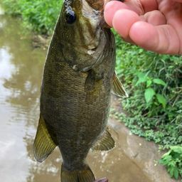 スモールマウスバス