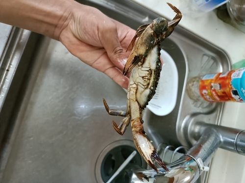ワタリガニの釣果