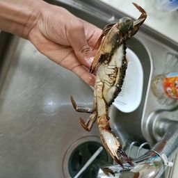 ワタリガニ