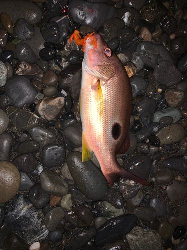 クロホシフエダイの釣果
