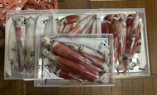 ケンサキイカの釣果