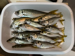 アジの釣果