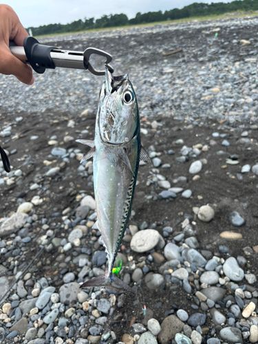 ソウダガツオの釣果