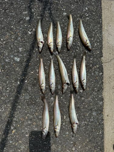 キスの釣果