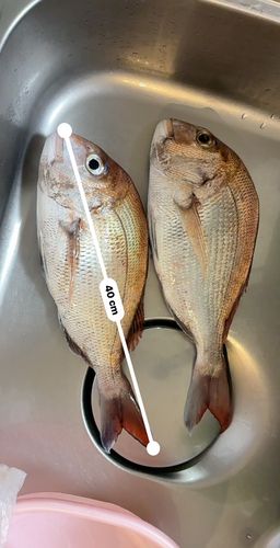 マダイの釣果