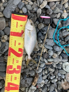 ショゴの釣果