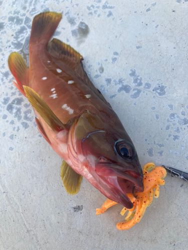 アカハタの釣果