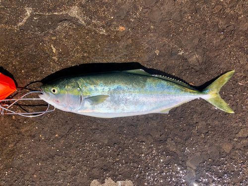 イナダの釣果