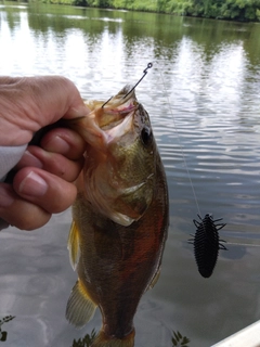 ブラックバスの釣果