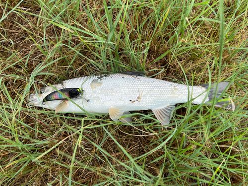 ウグイの釣果