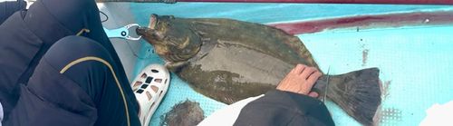ヒラメの釣果