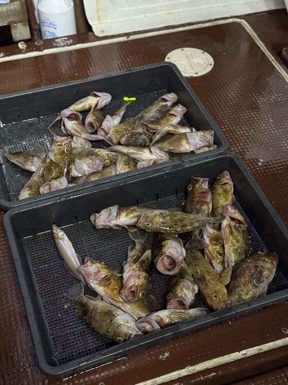 ゆー987さんの釣果 3枚目の画像