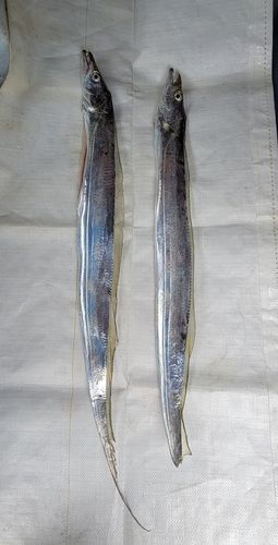 タチウオの釣果