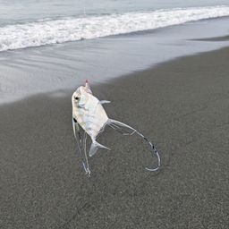 イトヒキアジ