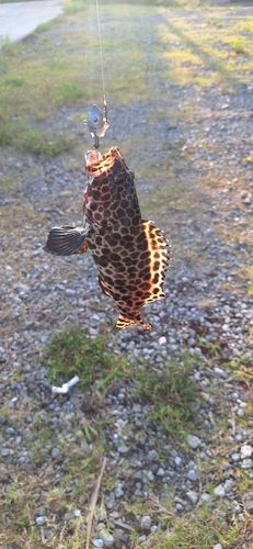 オオモンハタの釣果