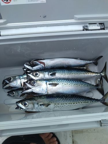 サバの釣果