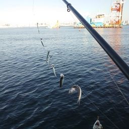 カタクチイワシ