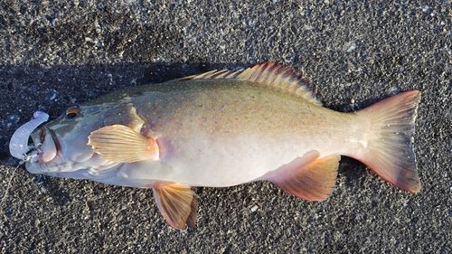 スジアラの釣果