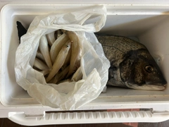 キスの釣果