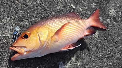 バラフエダイの釣果