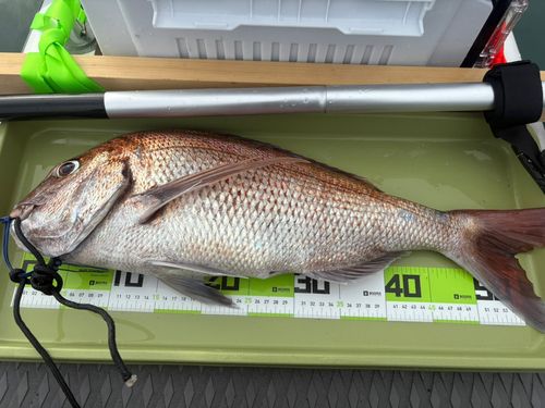 タイの釣果