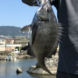 チヌ