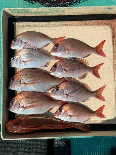 マダイの釣果