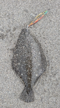 ソゲの釣果