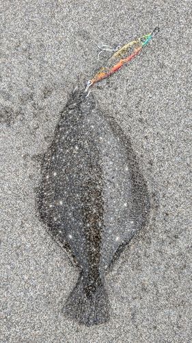 ソゲの釣果