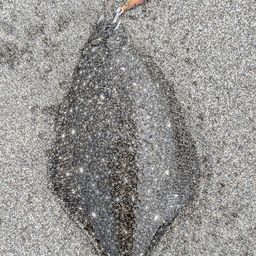 ソゲ