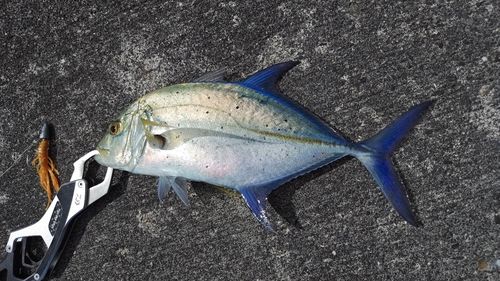 カスミアジの釣果