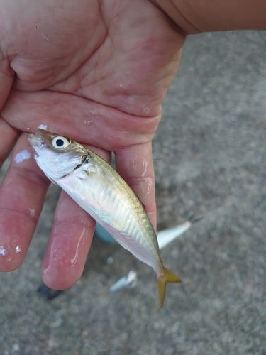 マアジの釣果