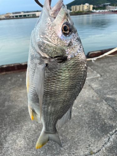 キビレの釣果