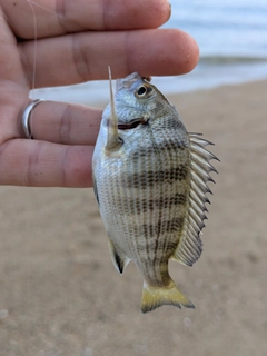 キビレの釣果